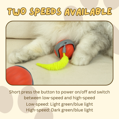 Speedy Tail Toy