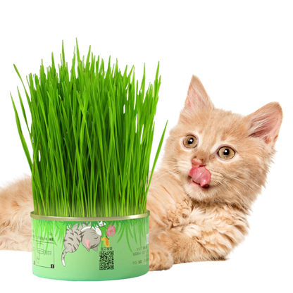 Fresh Canned Grass