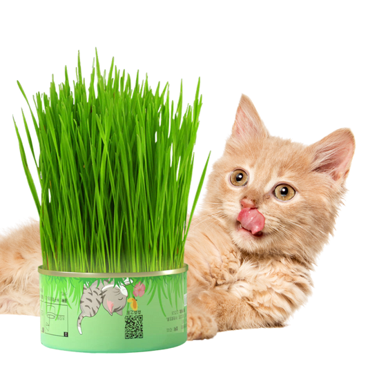 Fresh Canned Grass