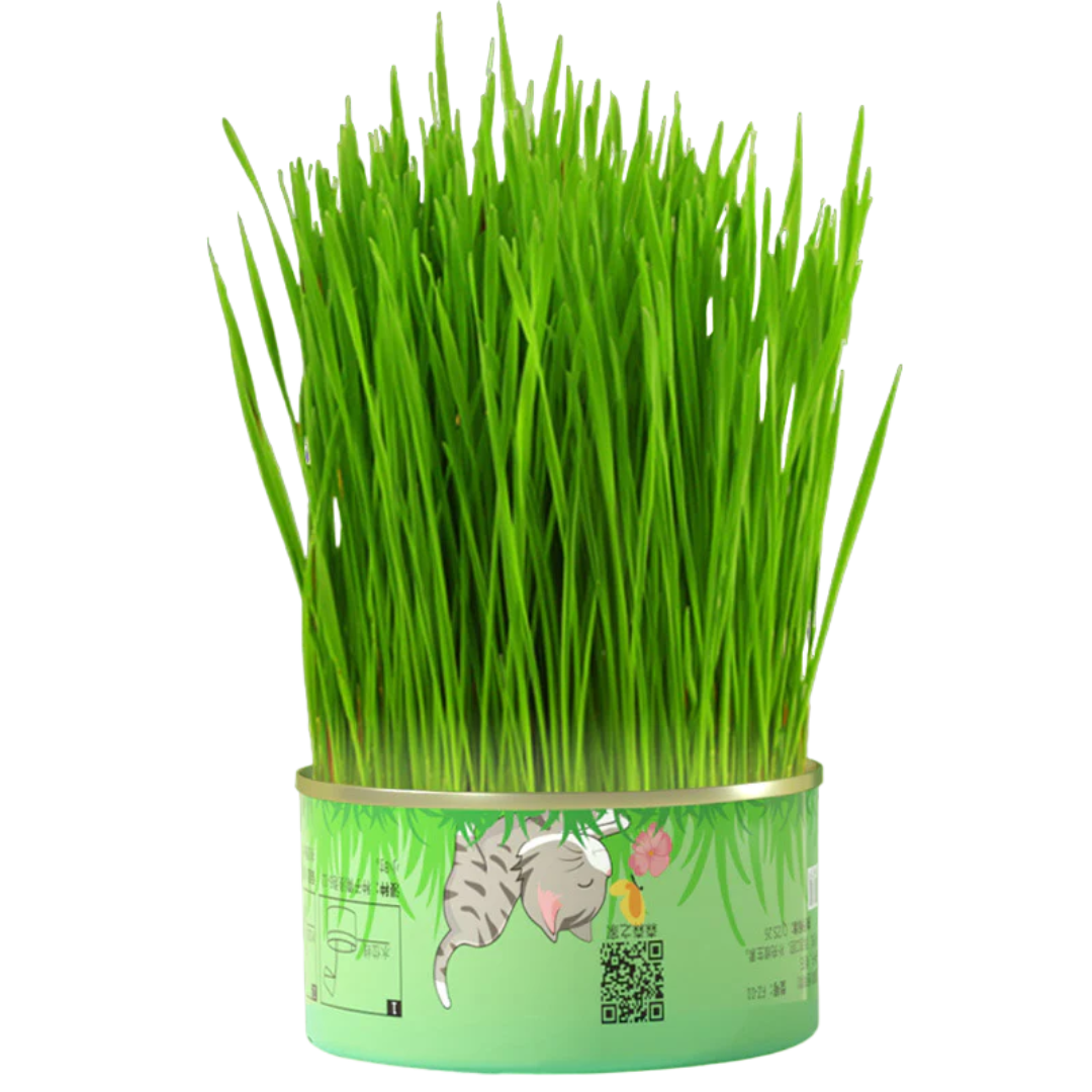 Fresh Canned Grass