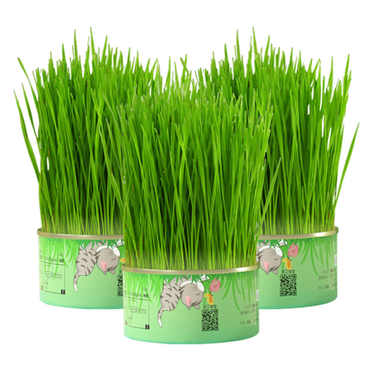 Fresh Canned Grass