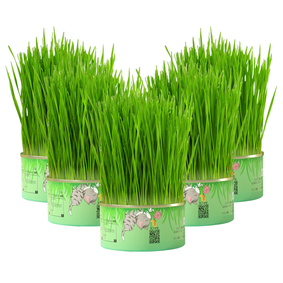 Fresh Canned Grass