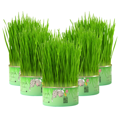 Fresh Canned Grass